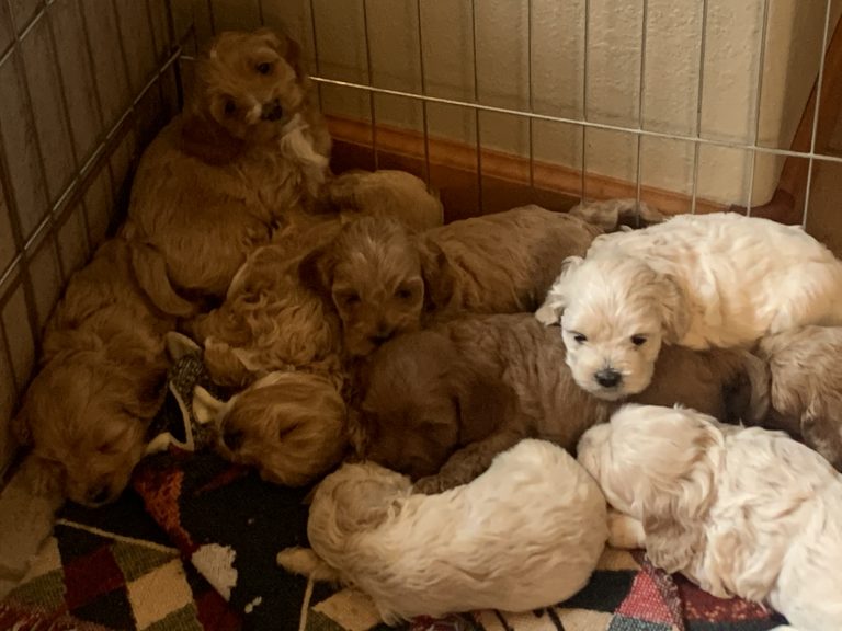 406 petite goldendoodle puppies for sale puppies3