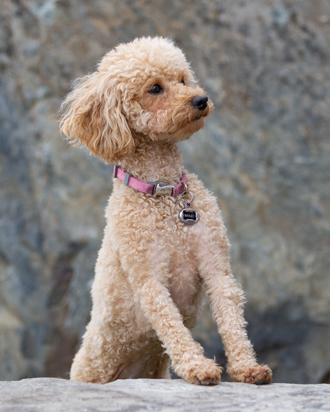 Baylee miniature poodle female