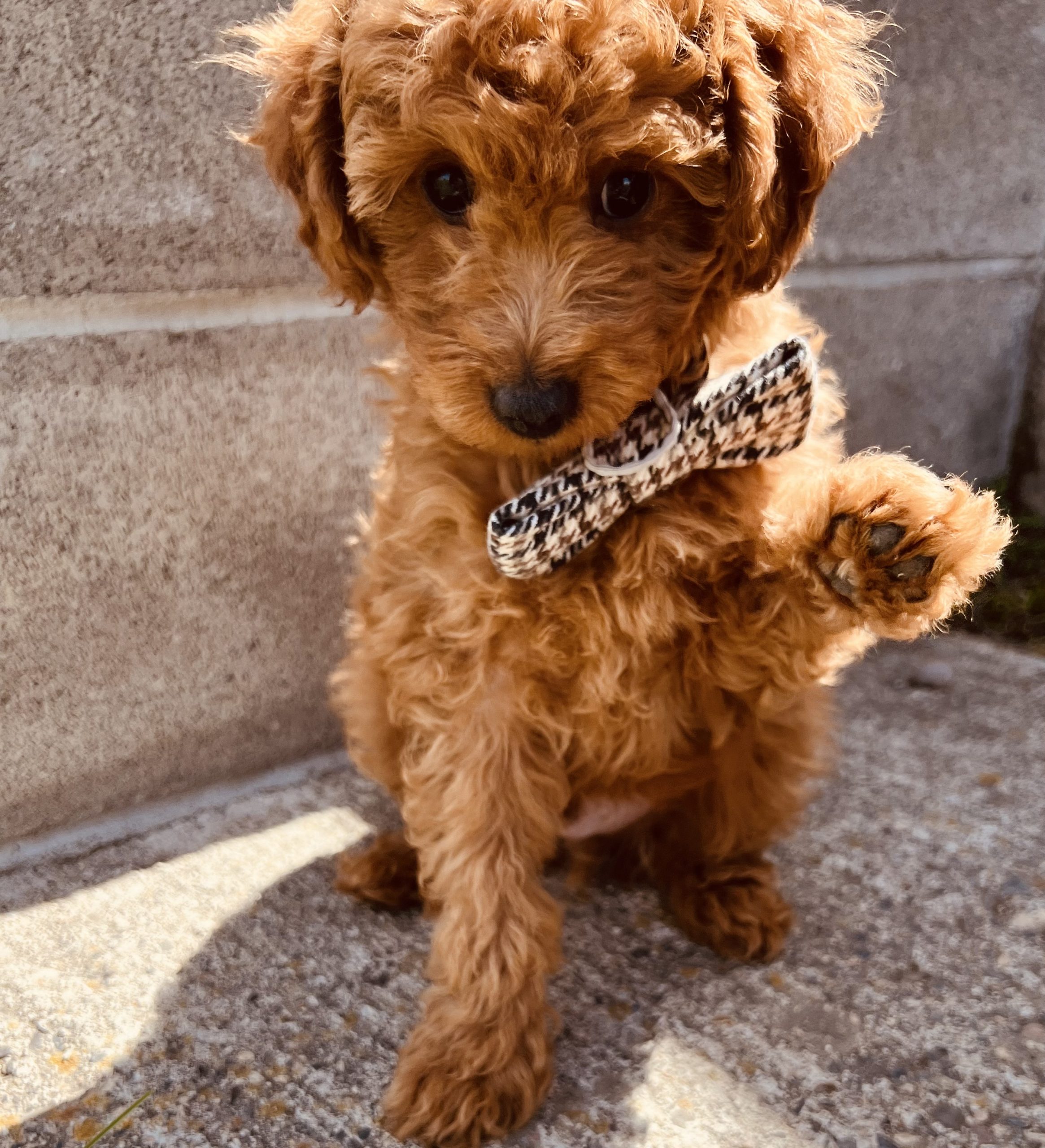 Male Goldendoodle Puppy