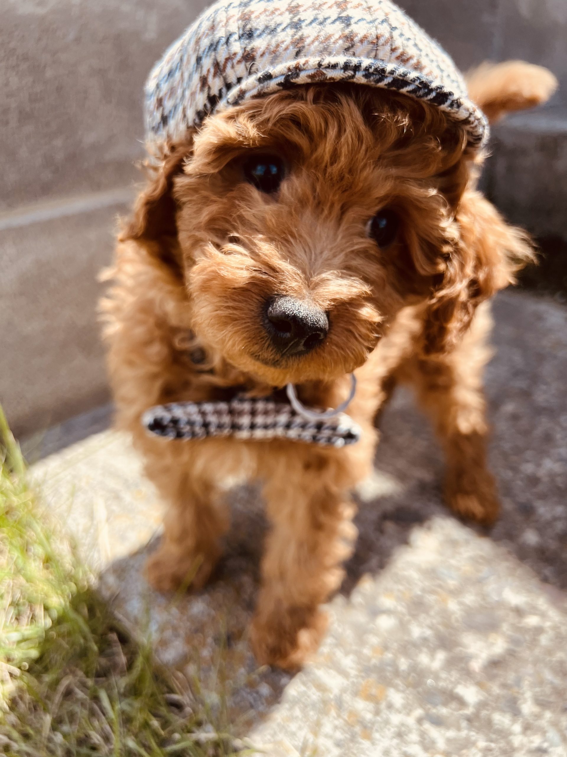 Male Goldendoodle Puppy
