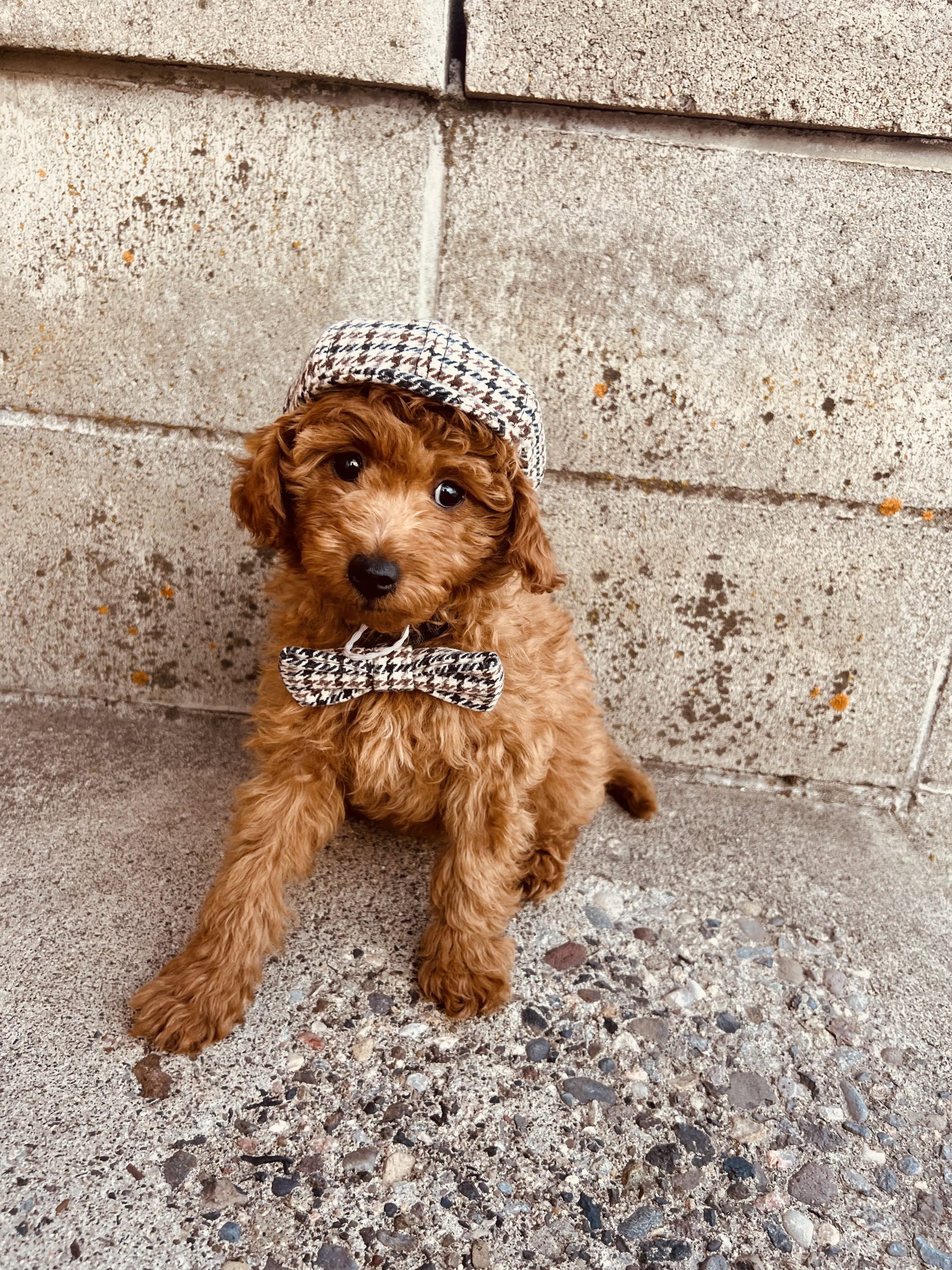 Male Goldendoodle Puppy
