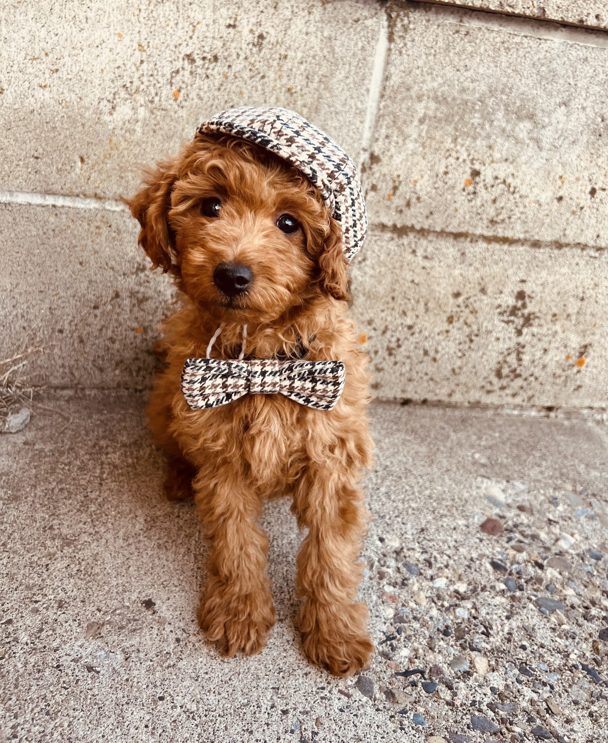 Male Goldendoodle Puppy