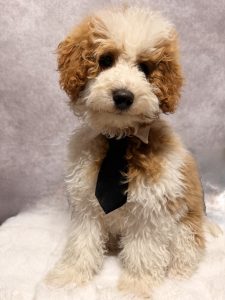Leo - Mini Poodle