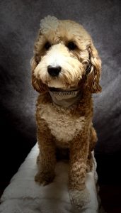 Roxie - mini Goldendoodle