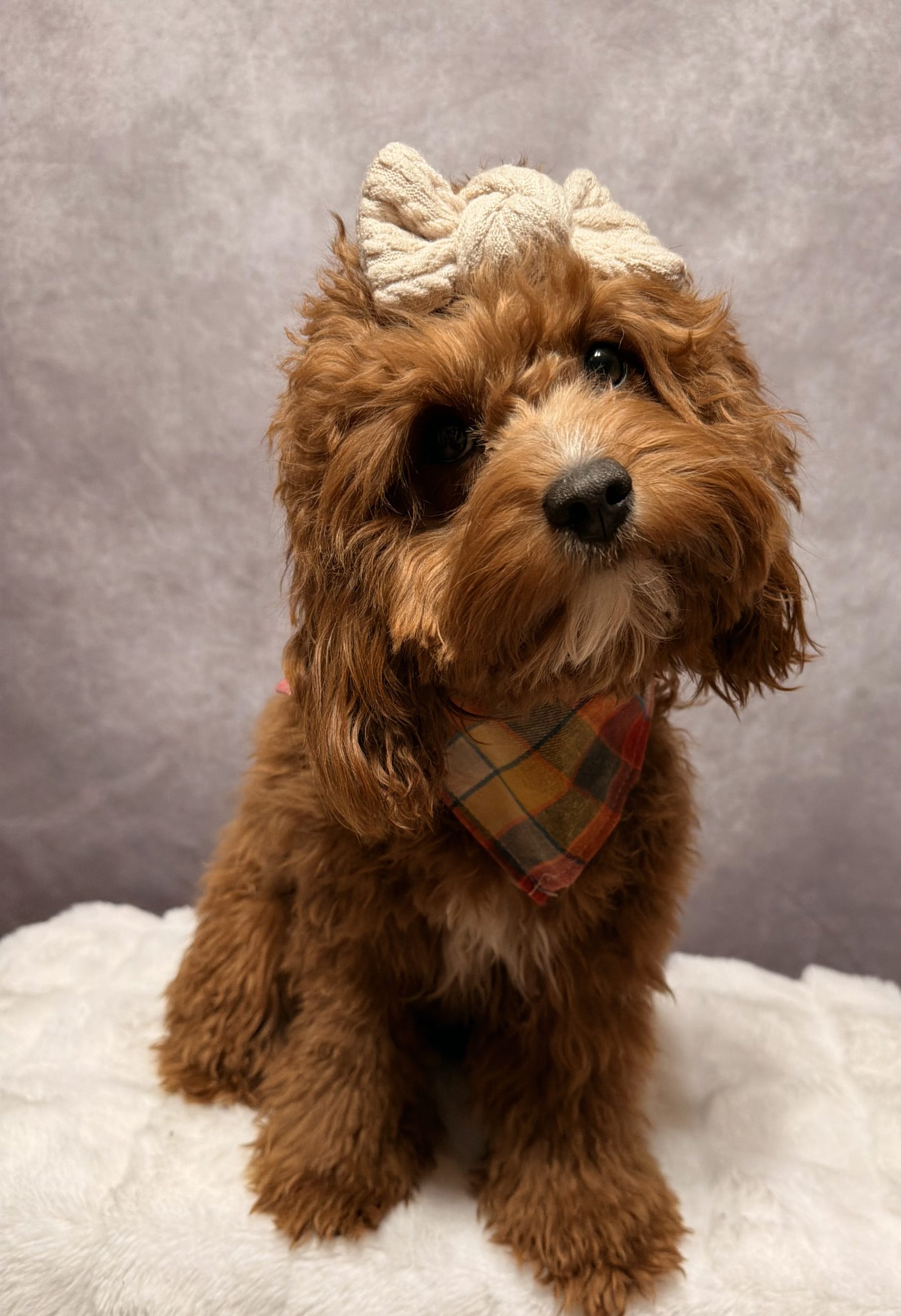 Minnie - F1b Cavapoo