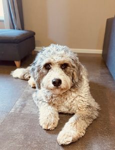 Sophie - Mini Bernadoodle