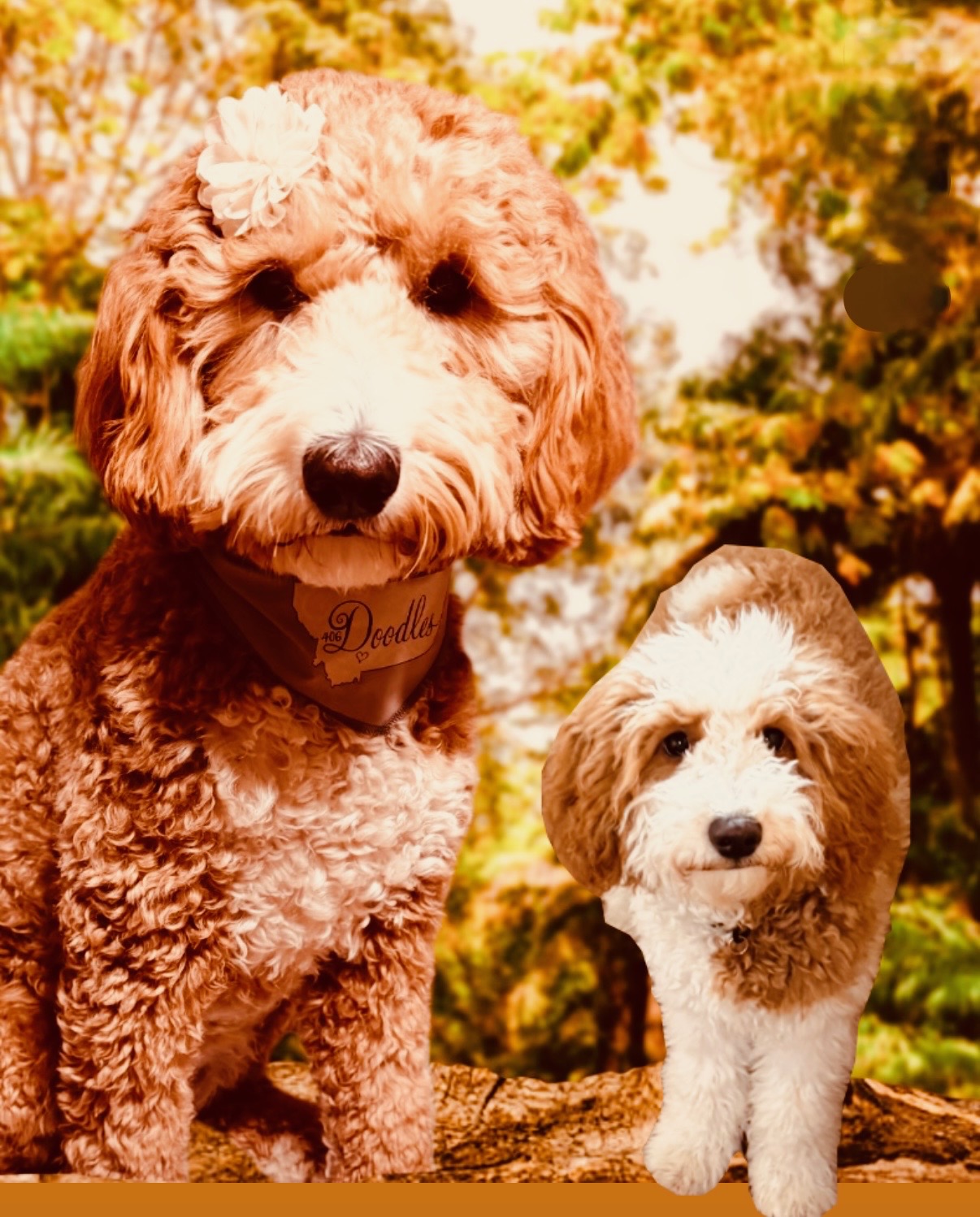 Roxie & Leo F1b Mini Goldendoodles Expected Summer/Fall 2026