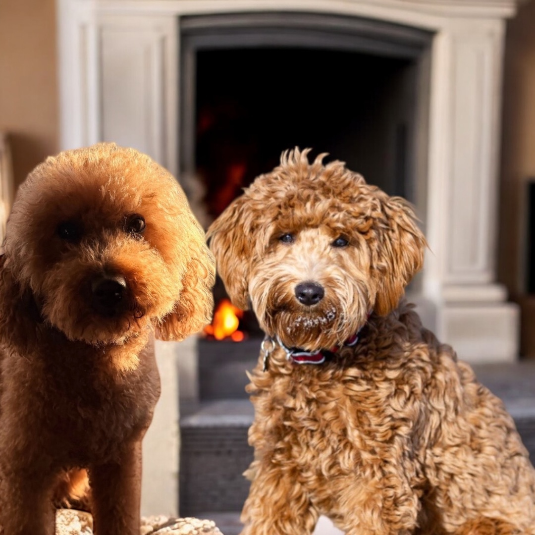 Nellie and Henry Petite Goldendoodles Due March 1st